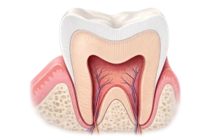 ental2