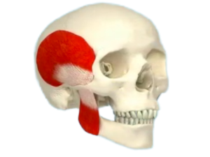 Home 18 Bruxism 16 x